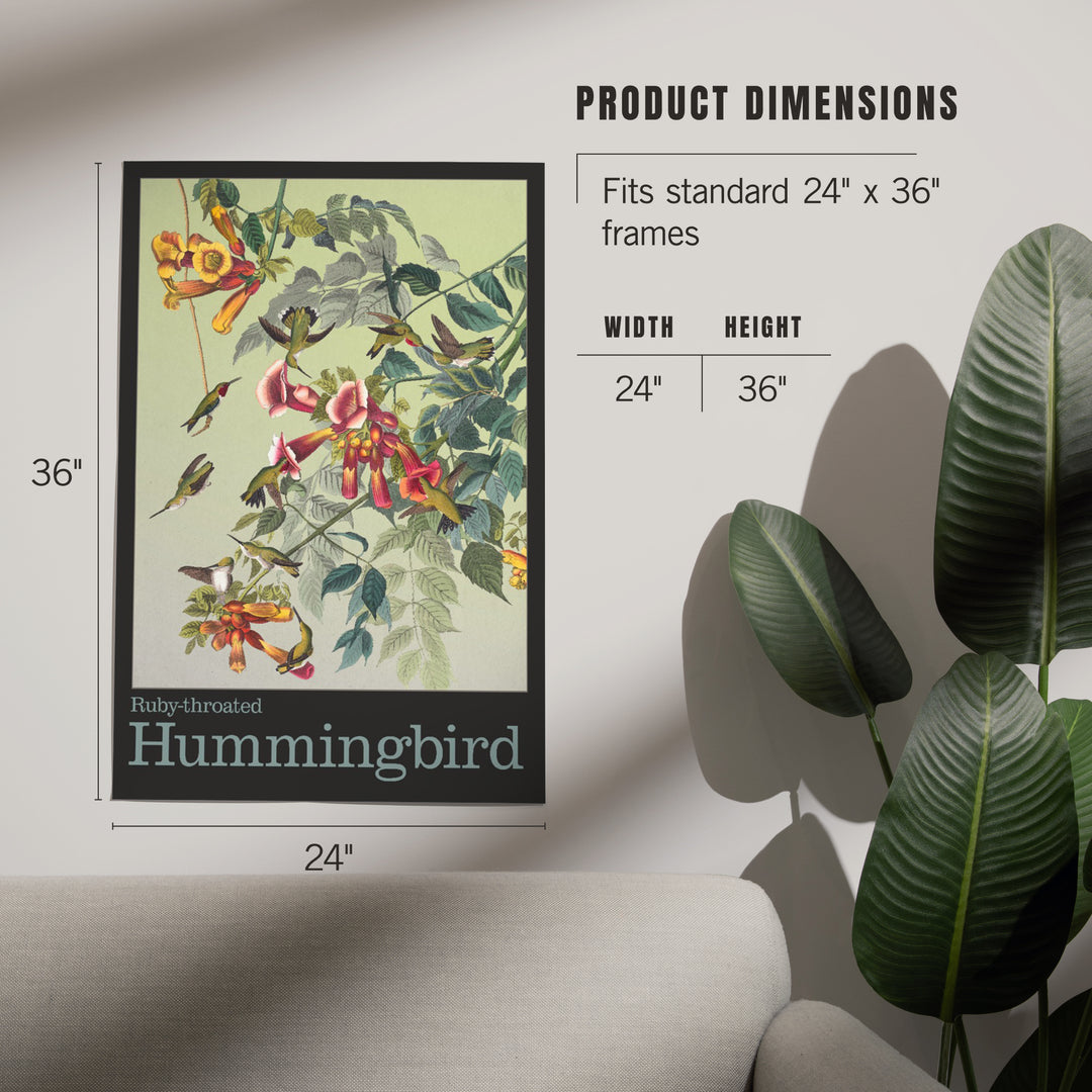 Audubon Birds, North America Hummingbird, Art & Giclee Prints