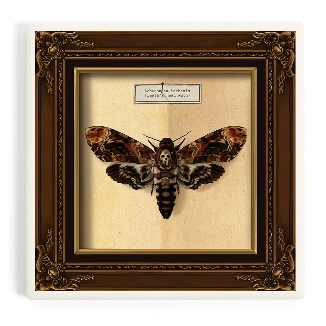 Death's Head Moth, Coasters Coasters Lantern Press 