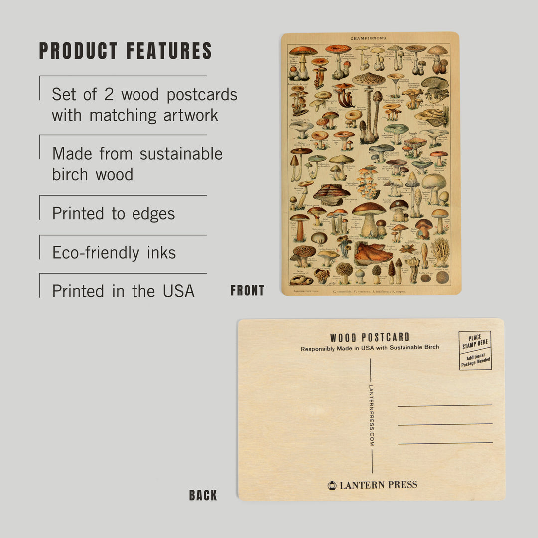 Mushrooms, C, Vintage Bookplate, Adolphe Millot, Wood Sign and Postcards
