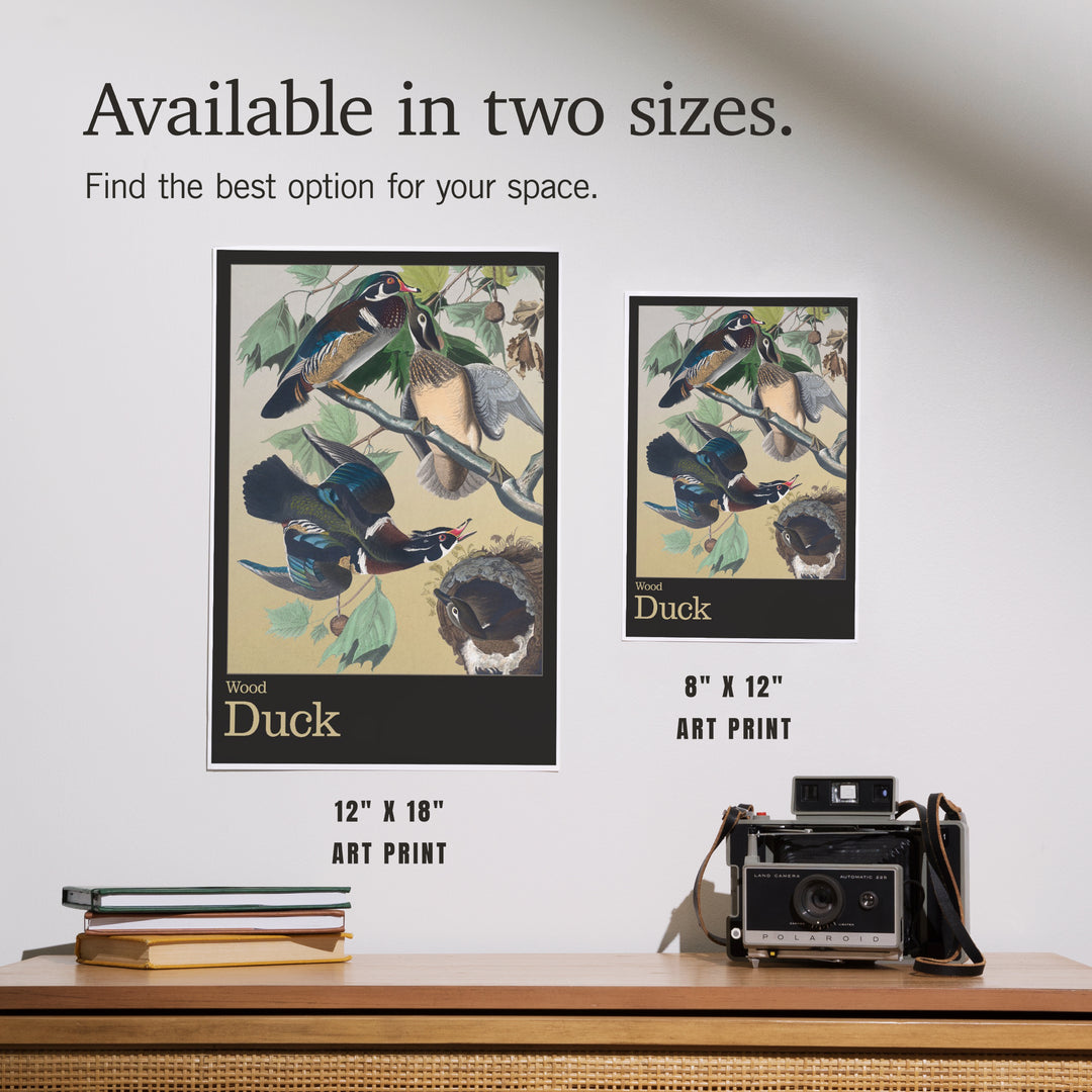 Audubon Birds of North America, Wood Duck, Art & Giclee Prints