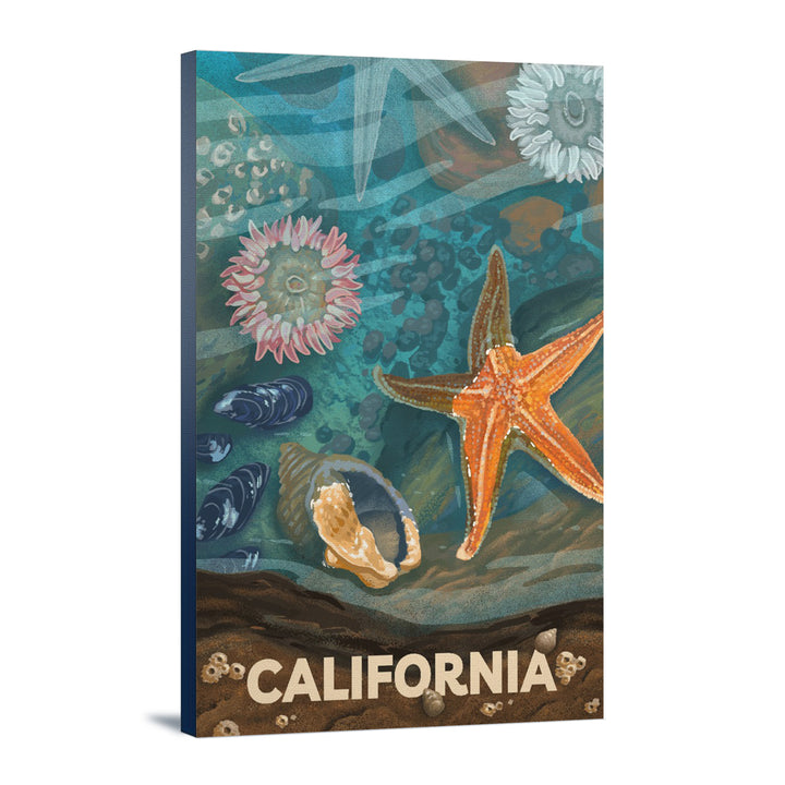 California, Tiny World Huge Wonders, Coastal Series, Starfish and Shells, Stretched Canvas