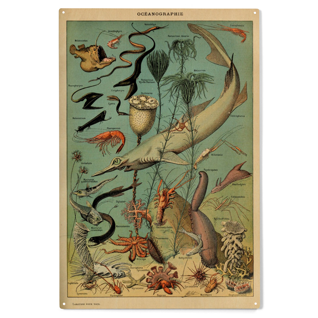 Marine Life, D, Vintage Bookplate, Adolphe Millot, Wood Sign and Postcards