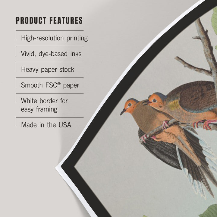 Audubon Birds North America Mourning Dove, Art & Giclee Prints