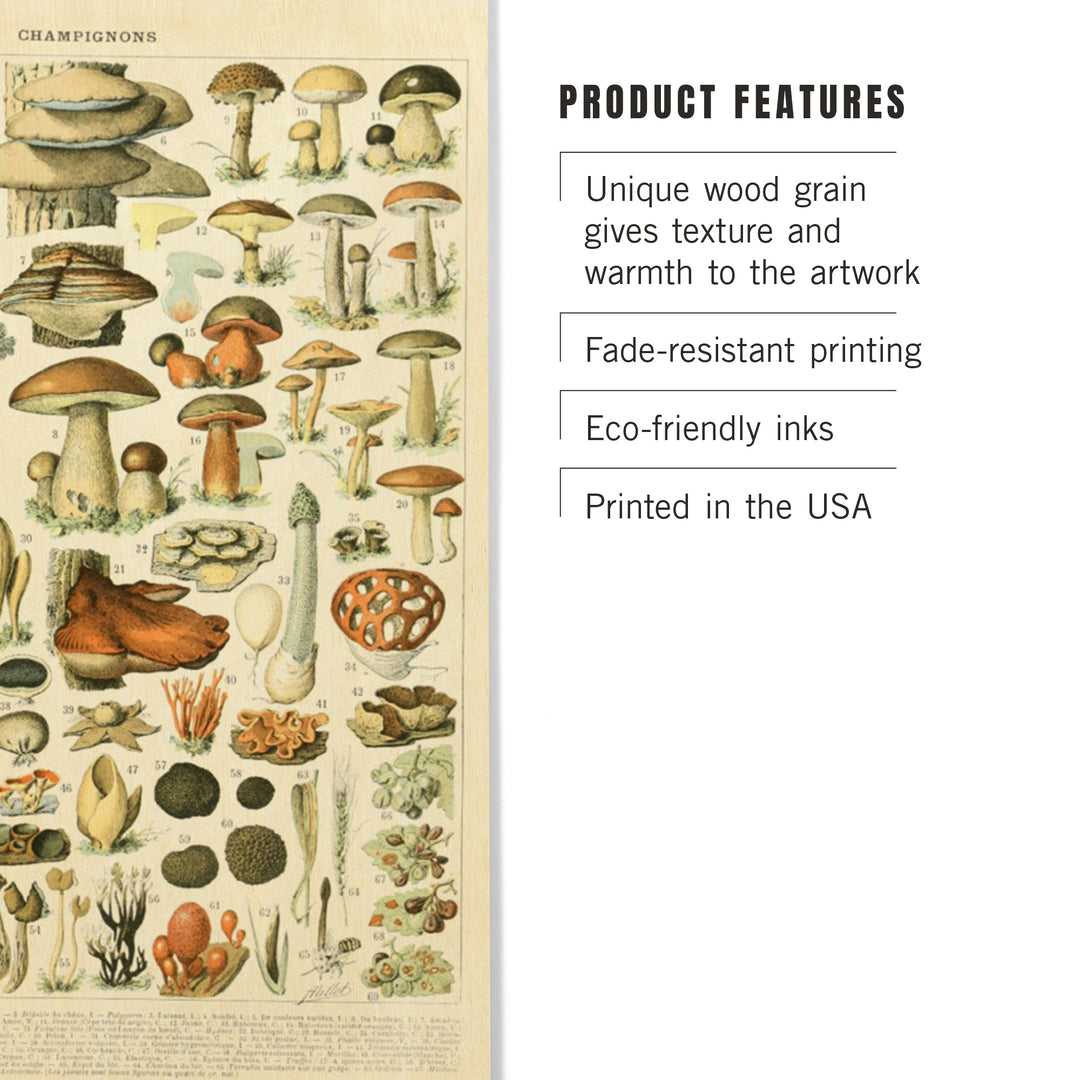 Mushrooms, A, Vintage Bookplate, Adolphe Millot, Wood Sign and Postcards