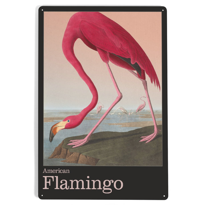 Audubon Birds of North America, Flamingo, 12x18 Metal Sign