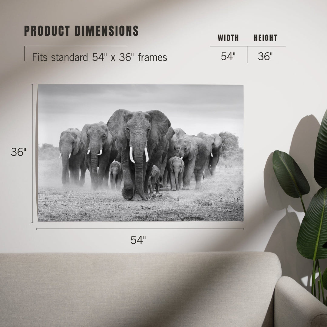 Elephant Herd, Art & Giclee Prints Art Lantern Press 