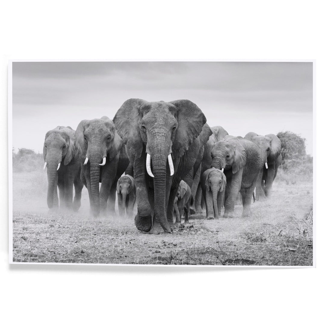 Elephant Herd, Art & Giclee Prints Art Lantern Press 