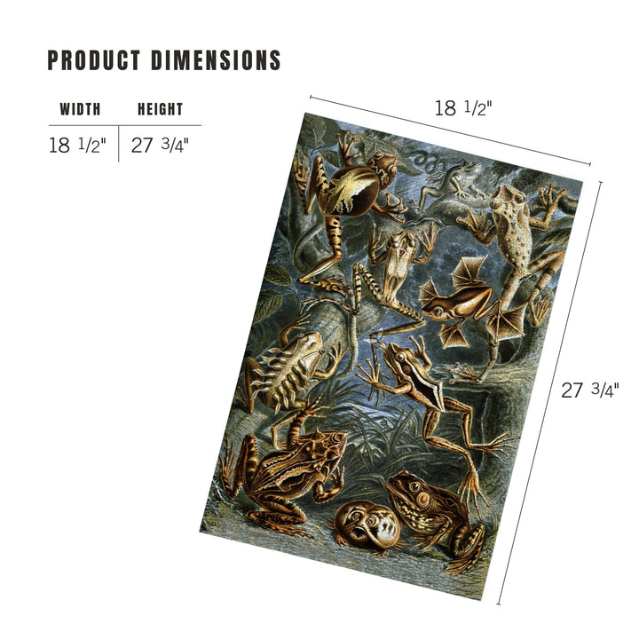 Ernst Haeckel, Batrachia, Jigsaw Puzzle Puzzle Lantern Press 