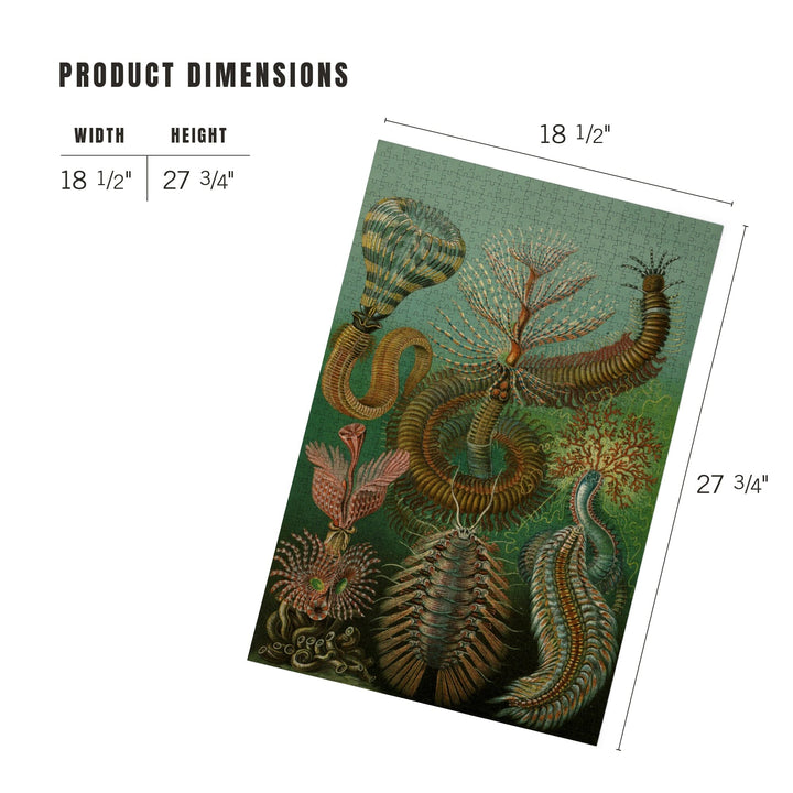 Ernst Haeckel, Chaetopoda, Jigsaw Puzzle Puzzle Lantern Press 