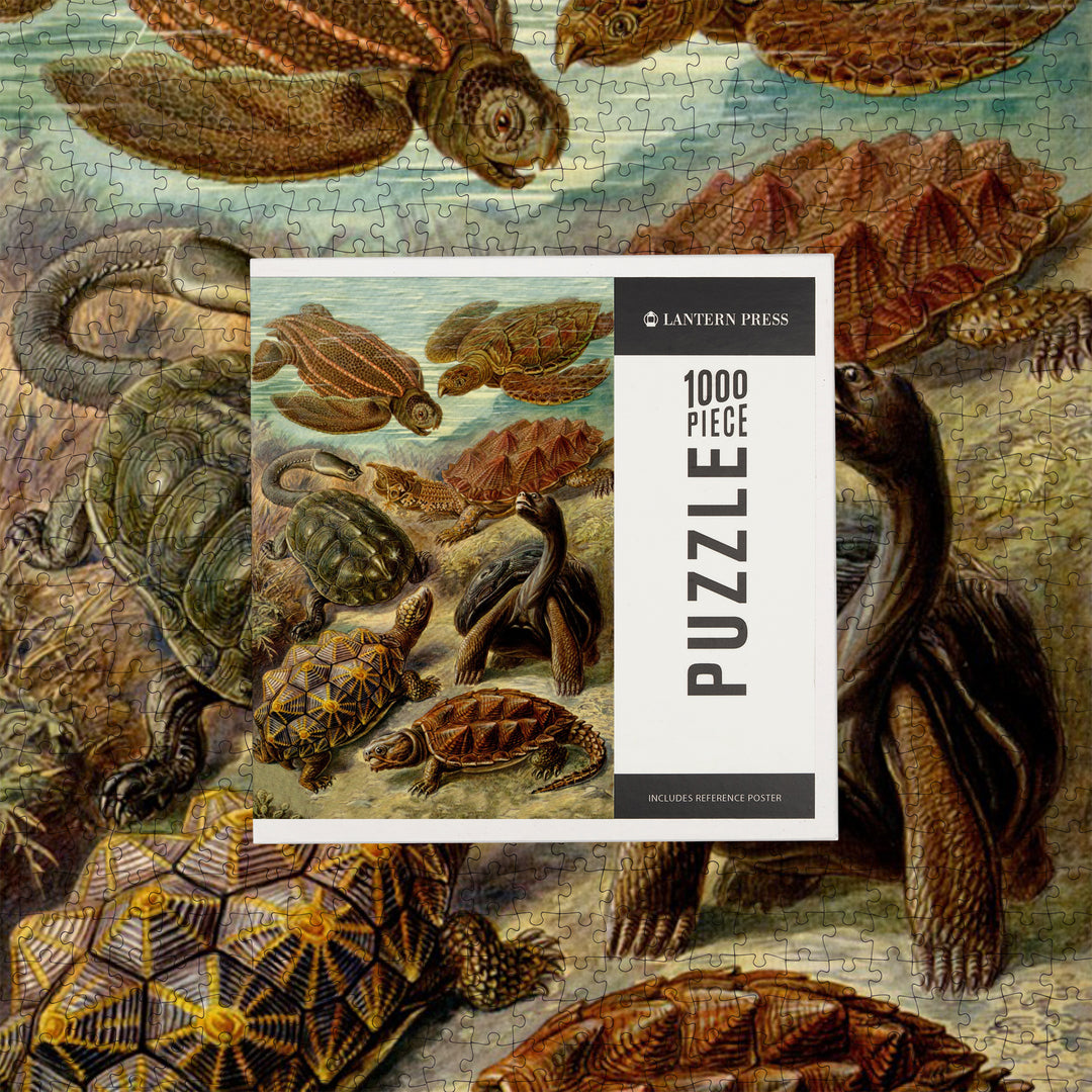 Ernst Haeckel, Chelonia, Jigsaw Puzzle Puzzle Lantern Press 