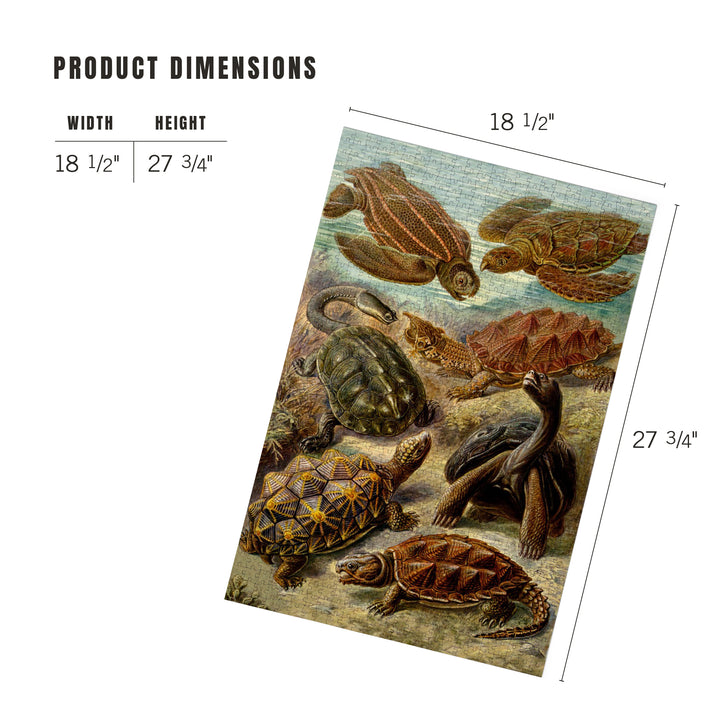 Ernst Haeckel, Chelonia, Jigsaw Puzzle Puzzle Lantern Press 