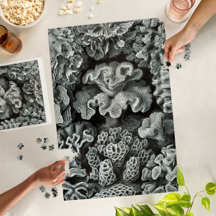 Ernst Haeckel, Hexacoralla, Jigsaw Puzzle Puzzle Lantern Press 