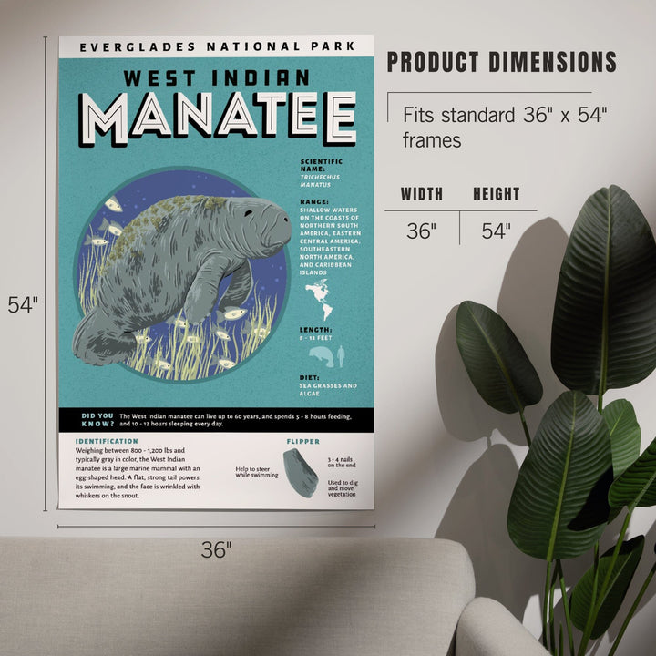 Everglades National Park, Facts About Manatees, Art & Giclee Prints Art Lantern Press 