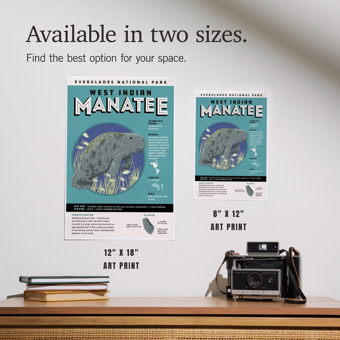 Everglades National Park, Facts About Manatees, Art & Giclee Prints Art Lantern Press 