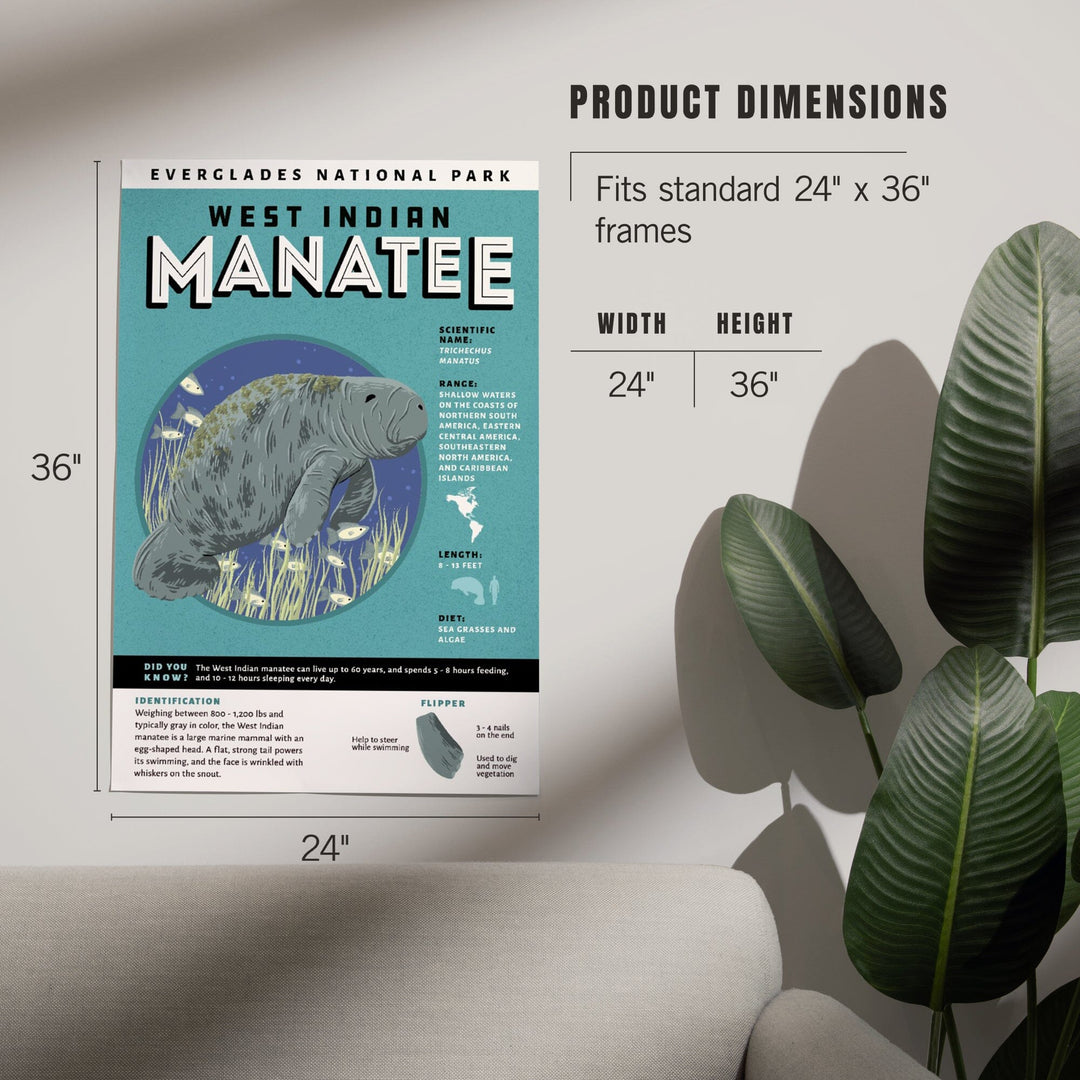 Everglades National Park, Facts About Manatees, Art & Giclee Prints Art Lantern Press 