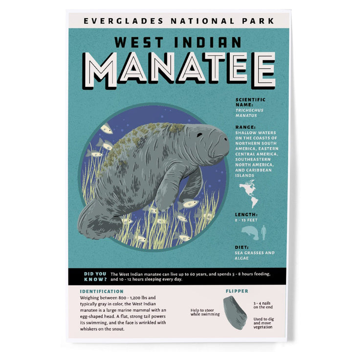 Everglades National Park, Facts About Manatees, Art & Giclee Prints Art Lantern Press 8 x 12 Art Print 