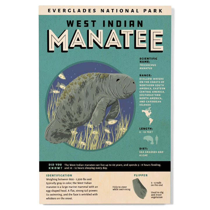 Everglades National Park, Facts About Manatees, Wood Signs and Postcards Wood Lantern Press 