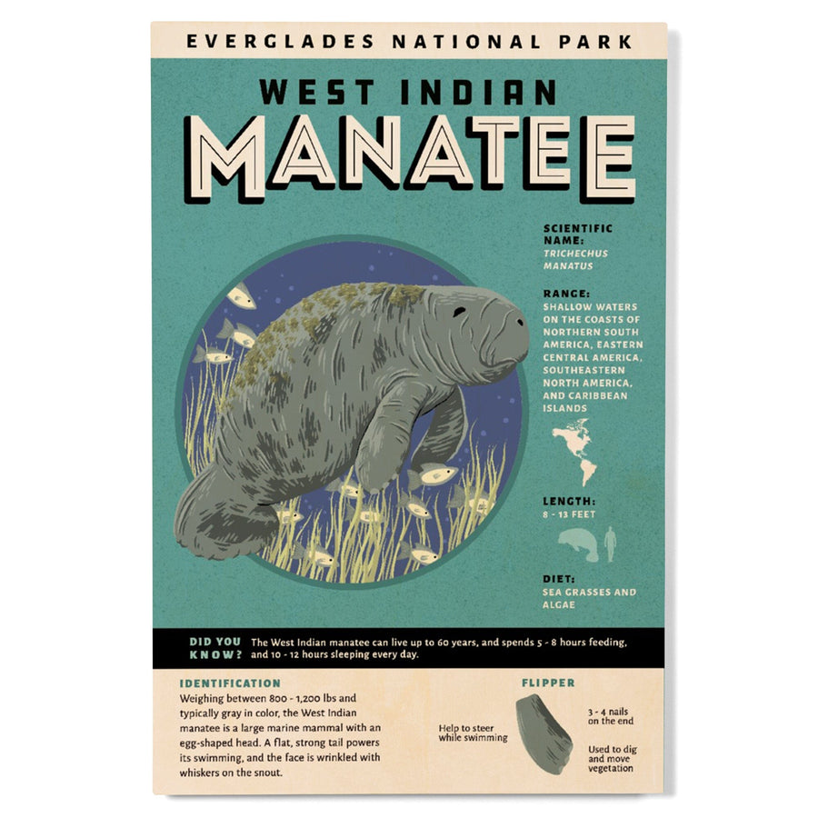 Everglades National Park, Facts About Manatees, Wood Signs and Postcards Wood Lantern Press 