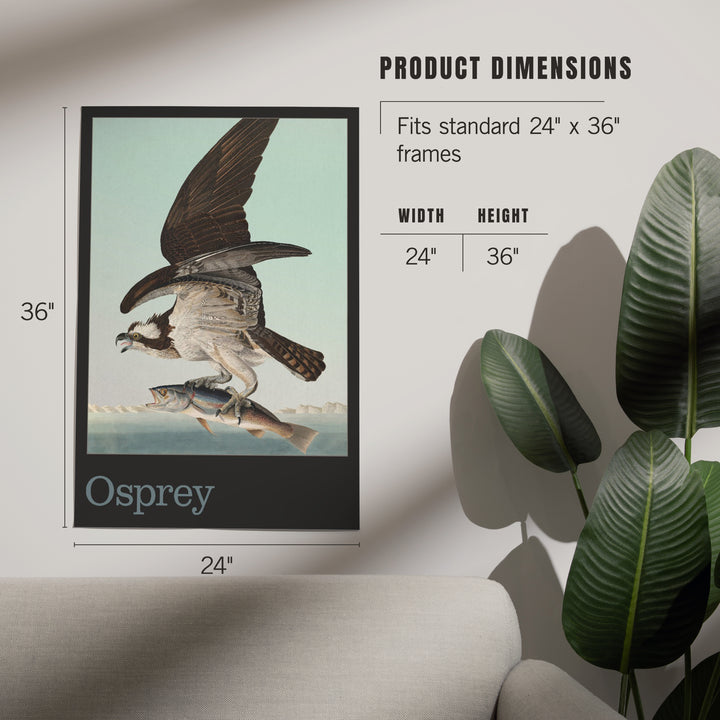 Audubon Birds of North America, Osprey, Art & Giclee Prints