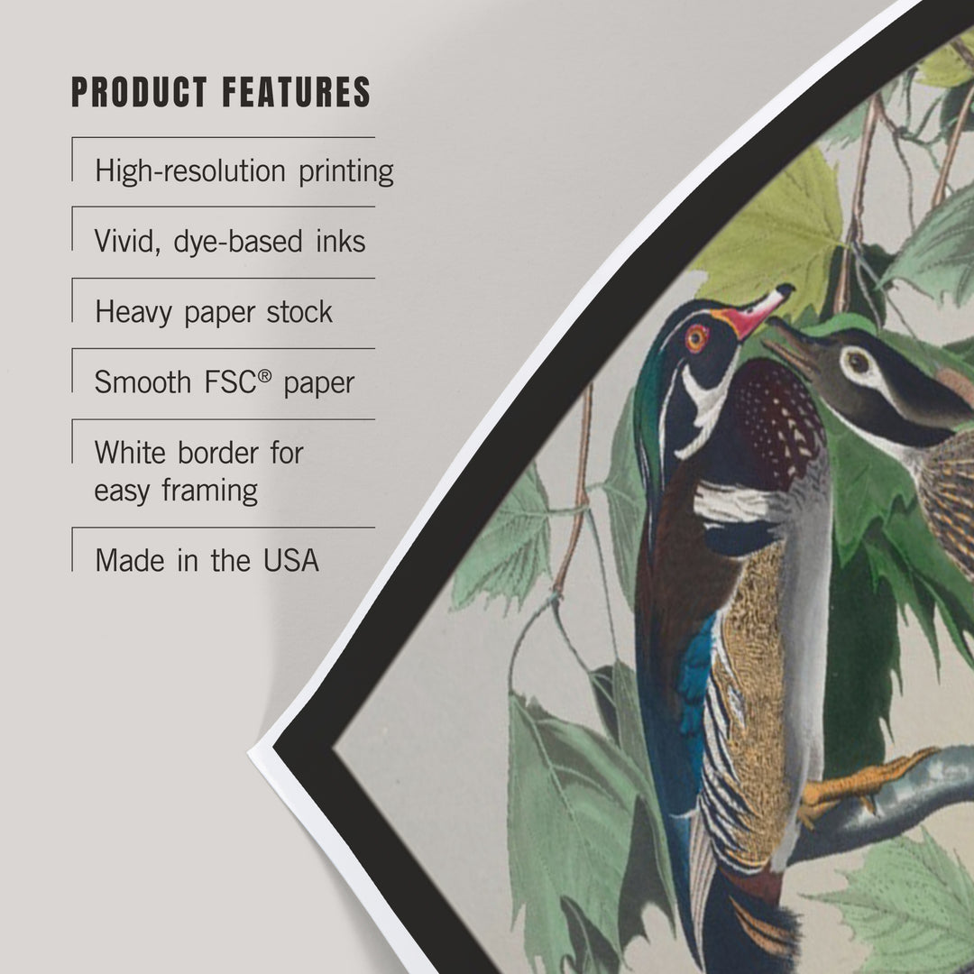 Audubon Birds of North America, Wood Duck, Art & Giclee Prints