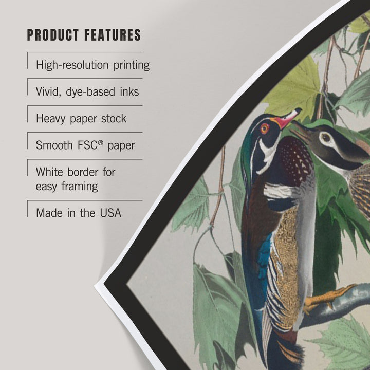 Audubon Birds of North America, Wood Duck, Art & Giclee Prints