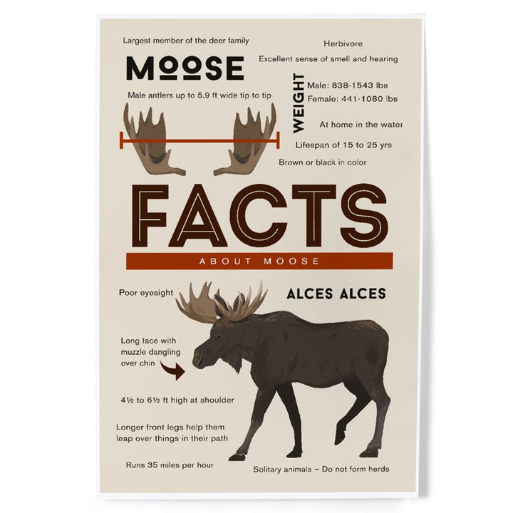 Facts About Moose, Art & Giclee Prints - Lantern Press