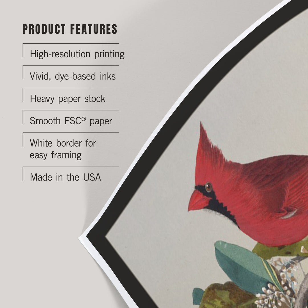 Audubon Birds of North America, Cardinal, Art & Giclee Prints