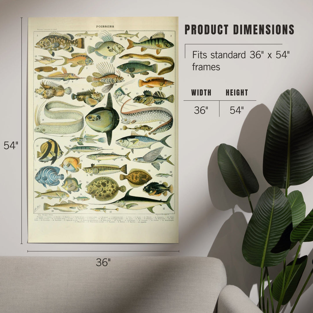 Fish, A, Vintage Bookplate, Adolphe Millot Artwork art prints, metal signs  – Lantern Press