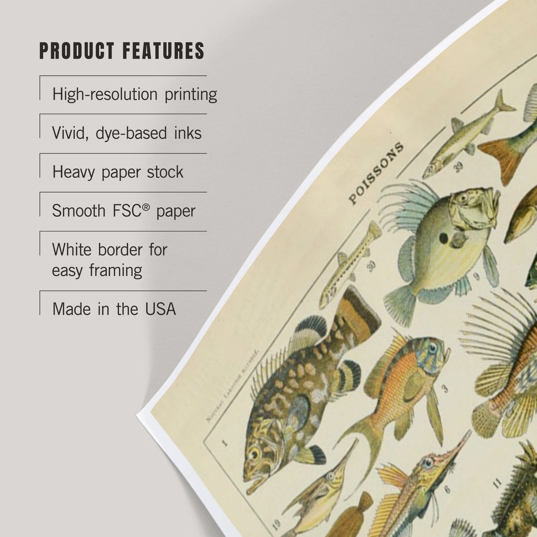 Fish, A, Vintage Bookplate, Adolphe Millot Artwork, Art & Giclee Prints Art Lantern Press 