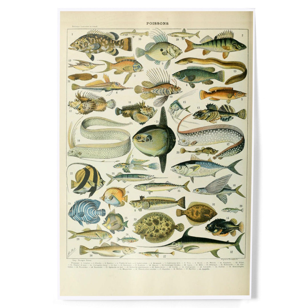 Fish, A, Vintage Bookplate, Adolphe Millot Artwork, Art & Giclee Prints Art Lantern Press 