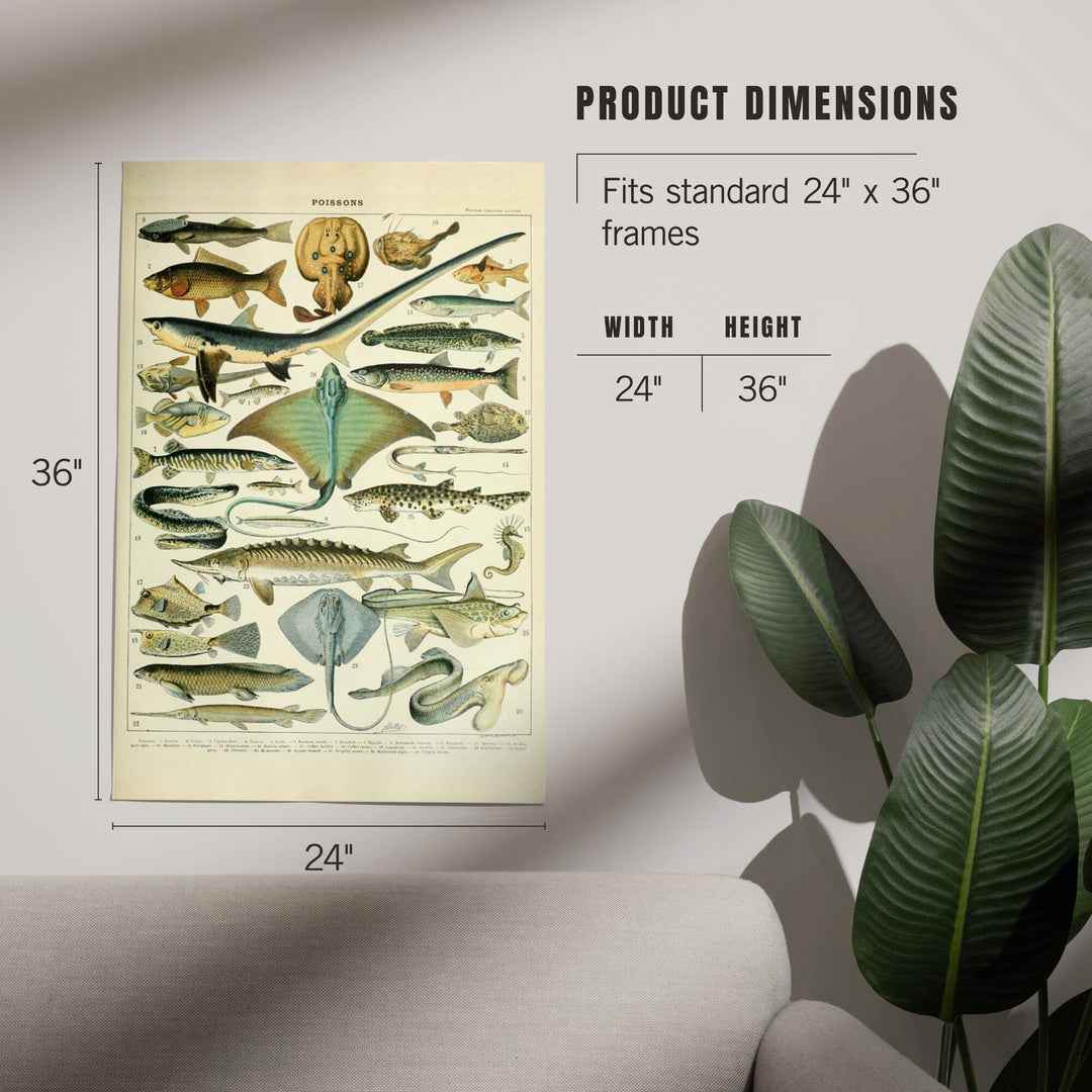 Fish, B, Vintage Bookplate, Adolphe Millot Artwork, Art & Giclee Prints Art Lantern Press 