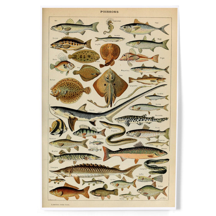Fish, C, Vintage Bookplate, Adolphe Millot Artwork, Art & Giclee Prints Art Lantern Press 