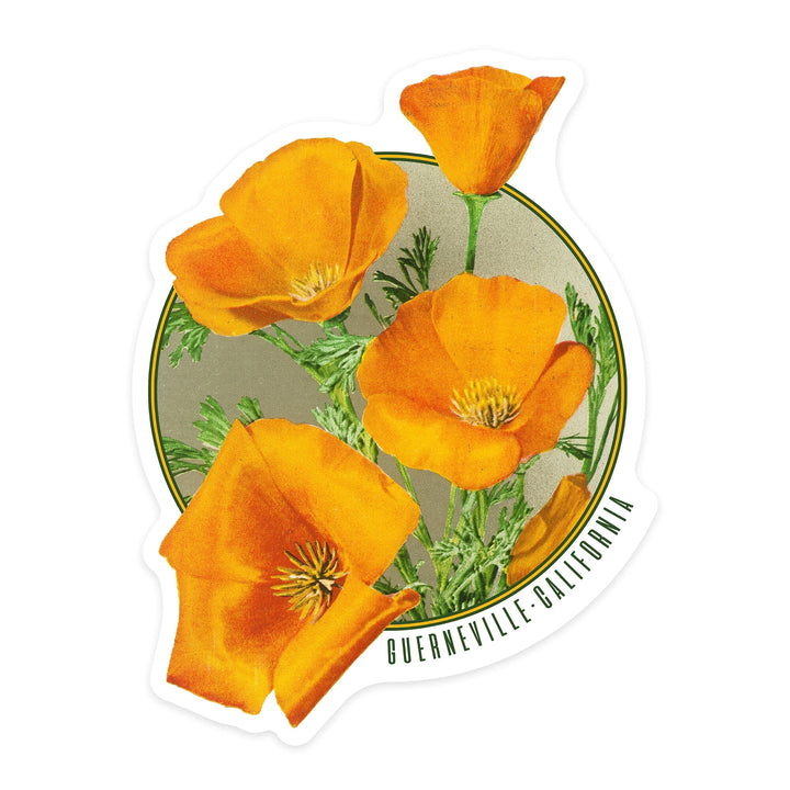 Guerneville, California, Poppy Flowers, Contour, Vinyl Sticker Sticker Lantern Press 