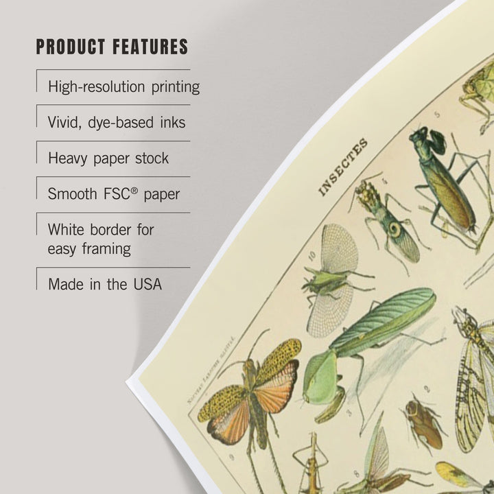 Insects, B, Vintage Bookplate, Adolphe Millot Artwork, Art & Giclee Prints Art Lantern Press 