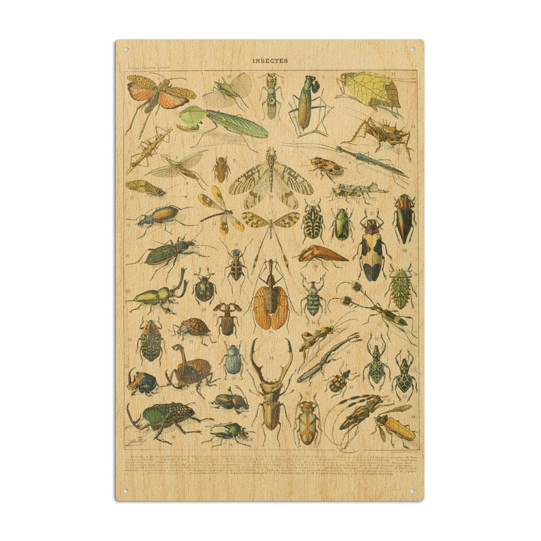 Insects, B, Vintage Bookplate, Adolphe Millot Artwork, Wood Signs and Postcards Wood Lantern Press 10 x 15 Wood Sign 