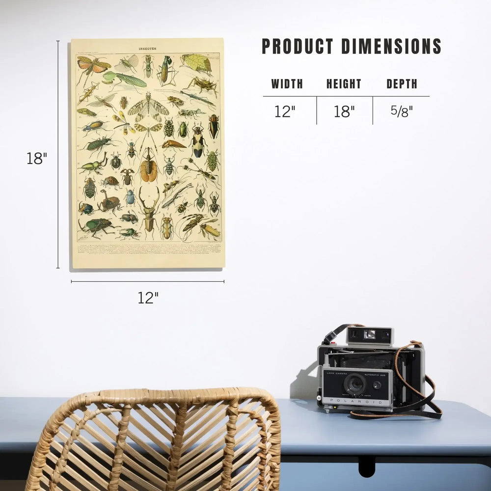 Insects, B, Vintage Bookplate, Adolphe Millot Artwork, Wood Signs and Postcards - Lantern Press