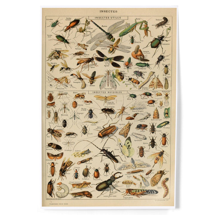 Insects, D, Vintage Bookplate, Adolphe Millot Artwork, Art & Giclee Prints Art Lantern Press 