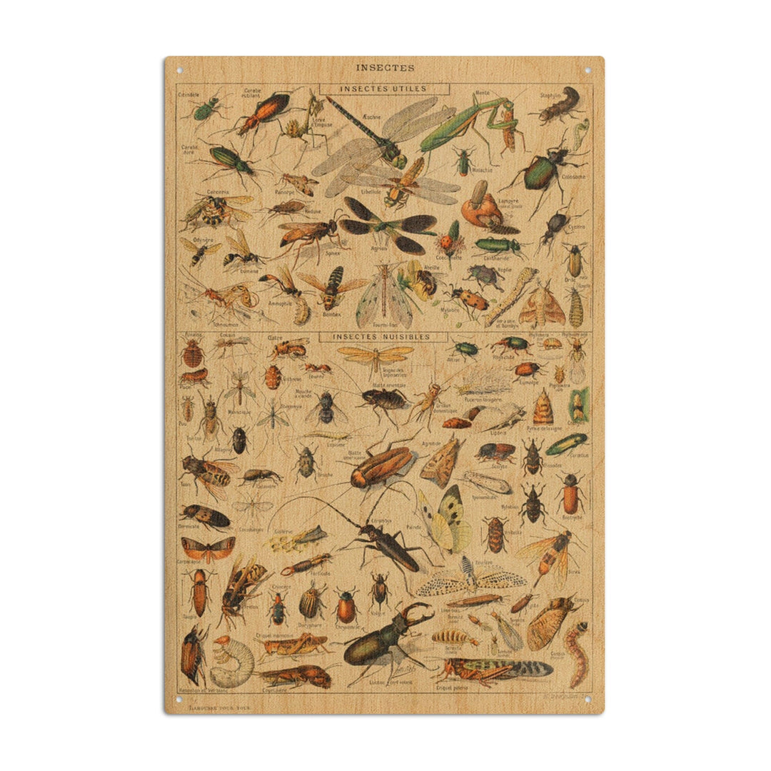 Insects, D, Vintage Bookplate, Adolphe Millot Artwork, Wood Signs and Postcards Wood Lantern Press 10 x 15 Wood Sign 