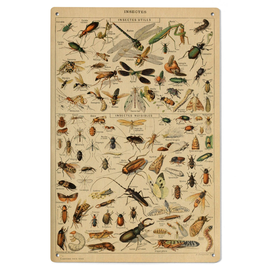 Insects, D, Vintage Bookplate, Adolphe Millot Artwork, Wood Signs and Postcards Wood Lantern Press 