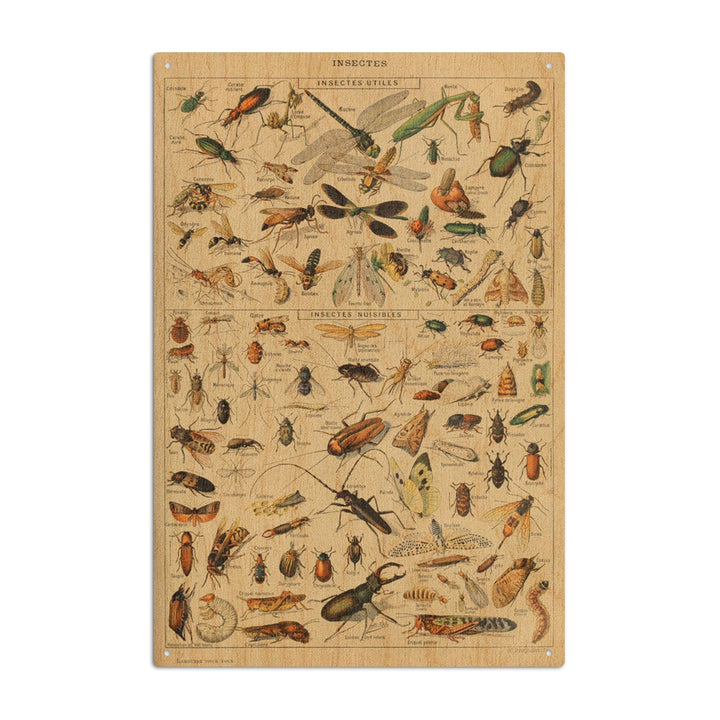 Insects, D, Vintage Bookplate, Adolphe Millot Artwork, Wood Signs and Postcards Wood Lantern Press 6x9 Wood Sign 