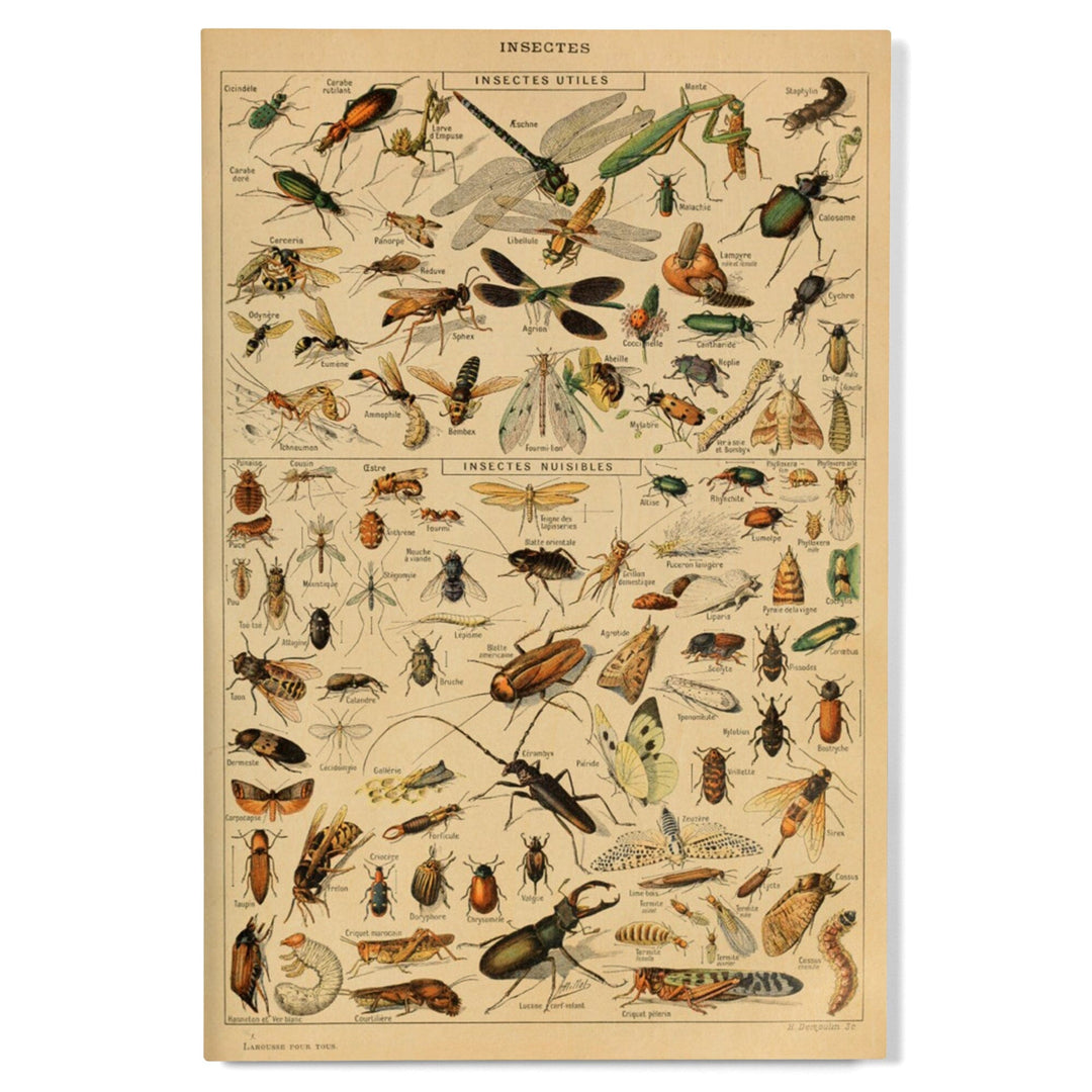 Insects, D, Vintage Bookplate, Adolphe Millot Artwork, Wood Signs and Postcards Wood Lantern Press 