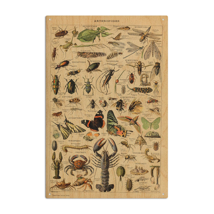 Insects, Vintage Bookplate, Adolphe Millot Artwork, Wood Signs and Postcards Wood Lantern Press 10 x 15 Wood Sign 
