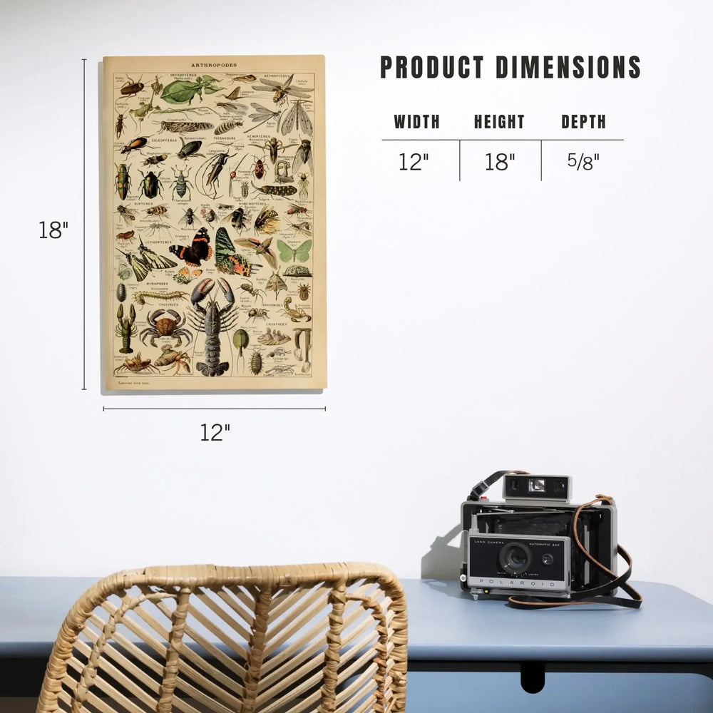 Insects, Vintage Bookplate, Adolphe Millot Artwork, Wood Signs and Postcards - Lantern Press