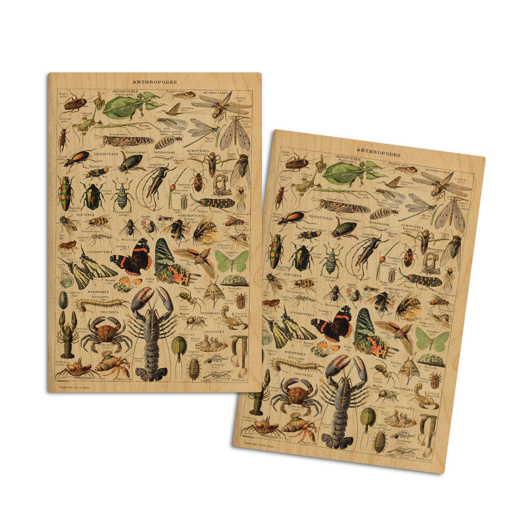 Insects, Vintage Bookplate, Adolphe Millot Artwork, Wood Signs and Postcards Wood Lantern Press 4x6 Wood Postcard Set 