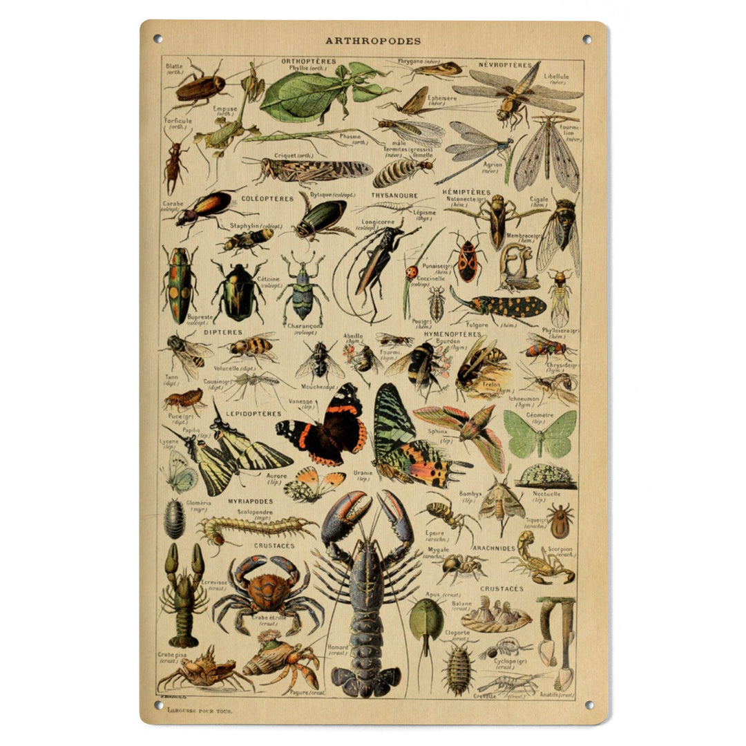 Insects, Vintage Bookplate, Adolphe Millot Artwork, Wood Signs and Postcards Wood Lantern Press 