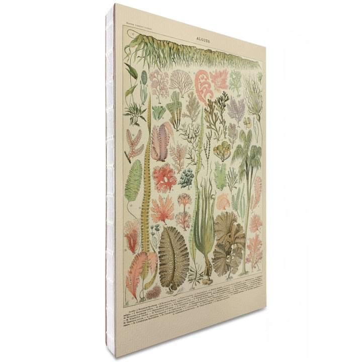 Lined 6x9 Journal, Algae, Vintage Bookplate, Adolphe Millot Artwork, Lay Flat, 193 Pages, FSC paper Home Lantern Press 