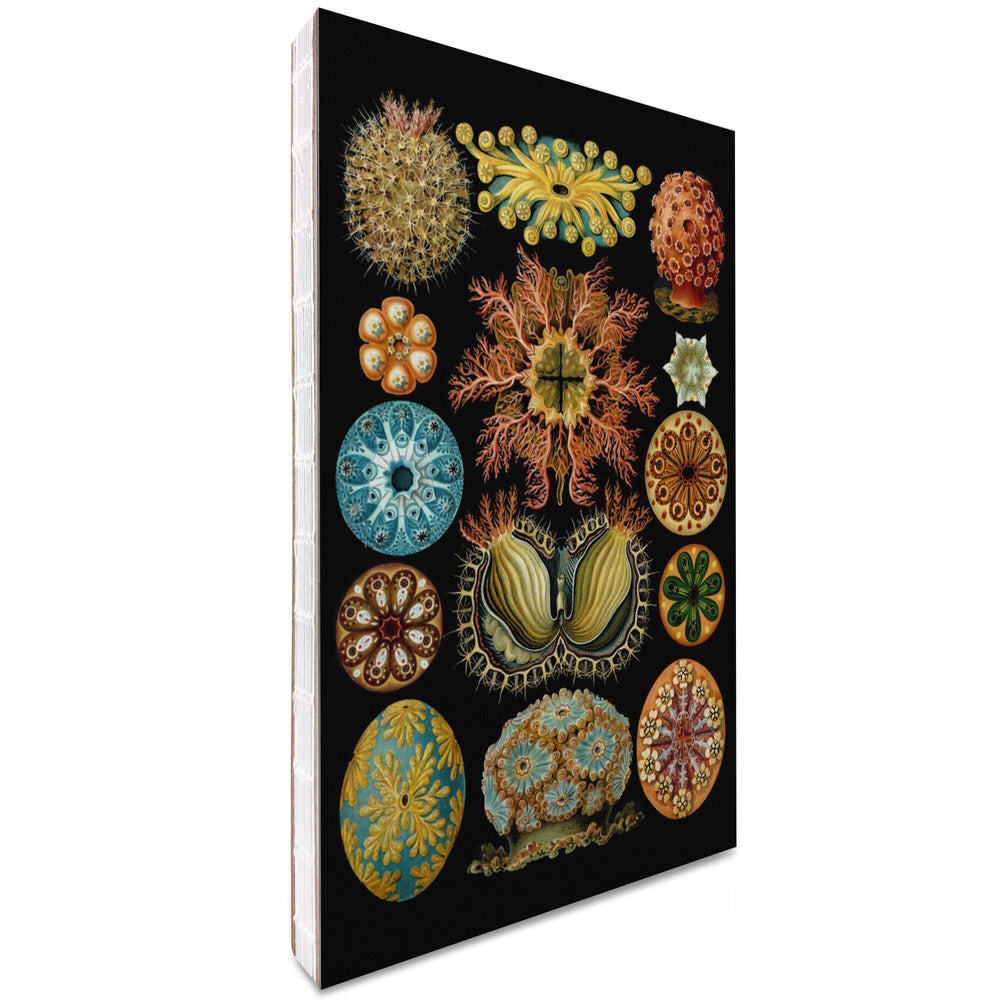 Lined 6x9 Journal, Art Forms of Nature, Ascidiae, Ernst Haeckel Artwork, Lay Flat, 193 Pages, FSC paper Home Lantern Press 