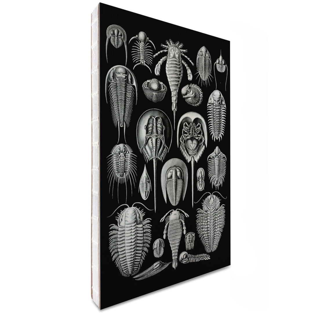 Lined 6x9 Journal, Art Forms of Nature, Aspidonia (Horseshoe Crabs), Ernst Haeckel Artwork, Lay Flat, 193 Pages, FSC paper Home Lantern Press 