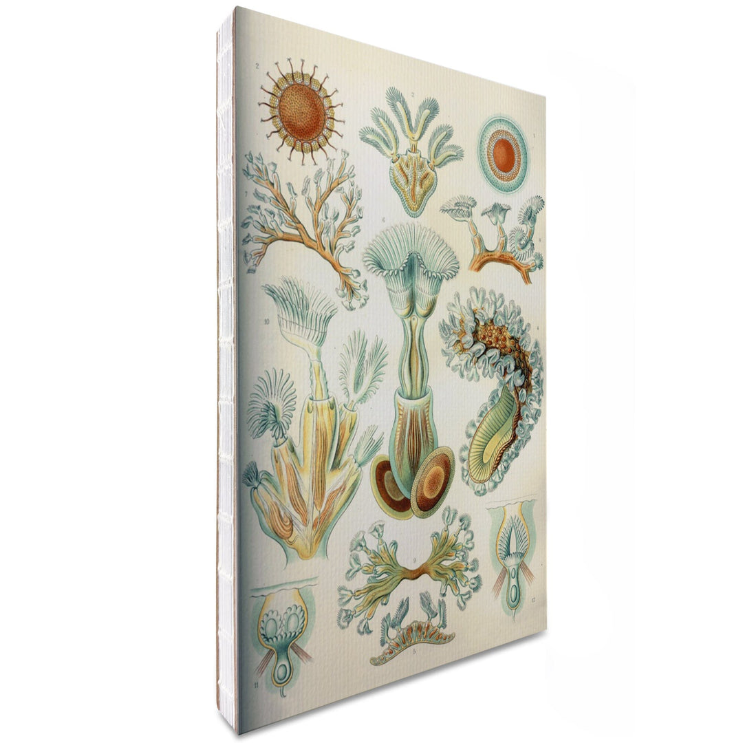 Lined 6x9 Journal, Art Forms of Nature, Bryozoa (light), Ernst Haeckel Artwork, Lay Flat, 193 Pages, FSC paper Home Lantern Press 