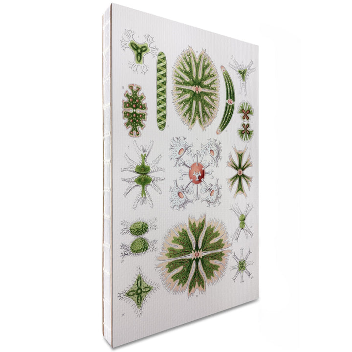 Lined 6x9 Journal, Art Forms of Nature, Desmidiea (Algae), Ernst Haeckel Artwork, Lay Flat, 193 Pages, FSC paper Home Lantern Press 